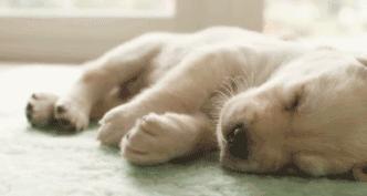 狗狗睡觉突然抽搐是什么原因,狗狗睡觉时眼睛抽搐