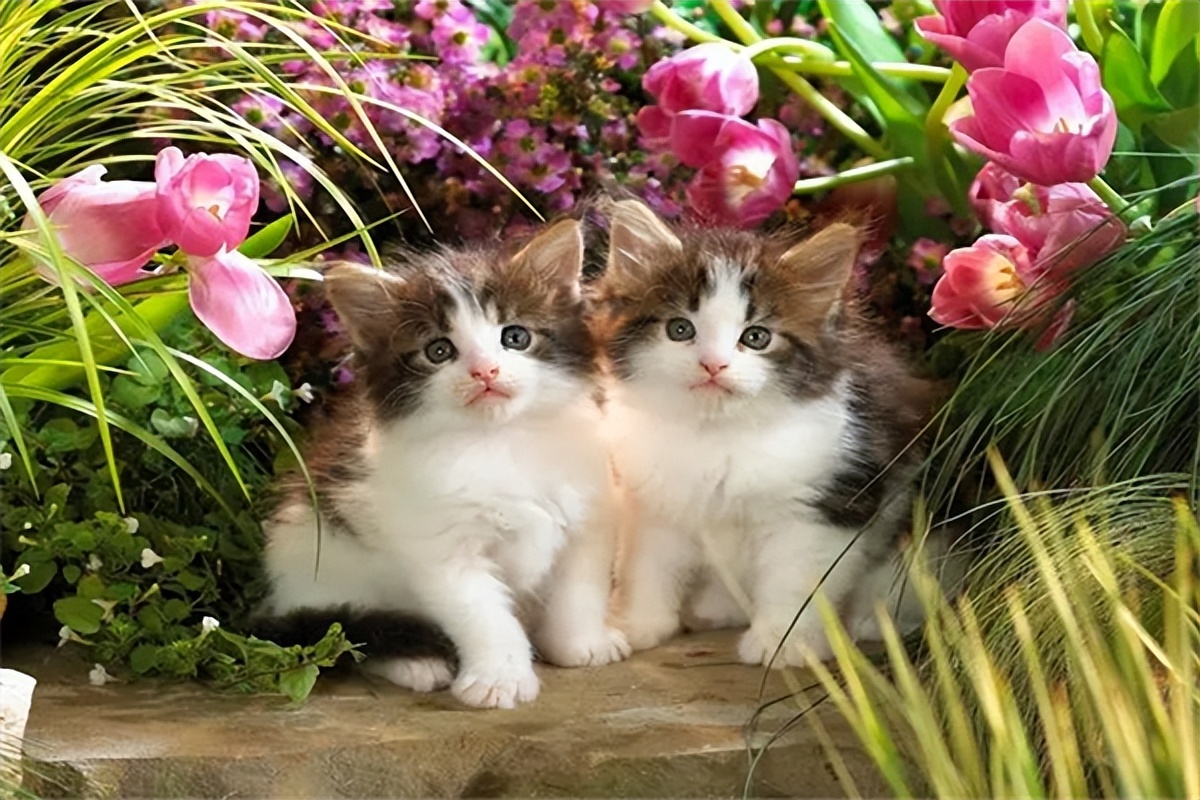 普安特兽药分享：猫咪声音嘶哑是怎么回事？