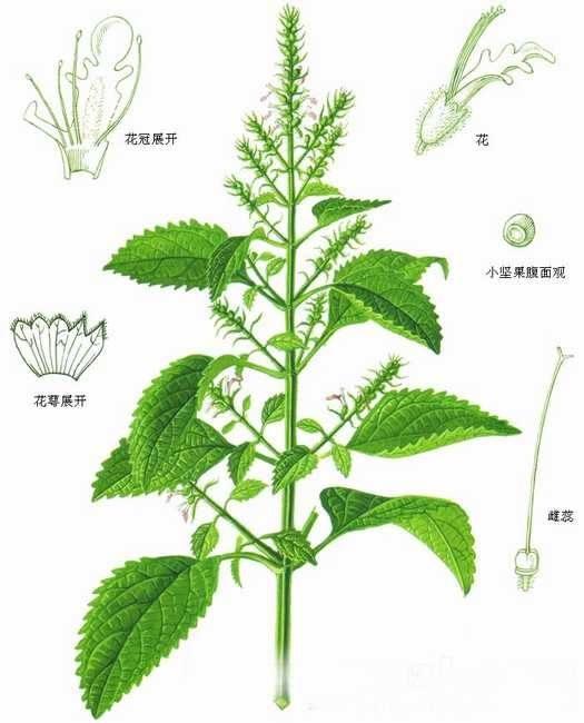 24节气调理精油,二十四节气香灸