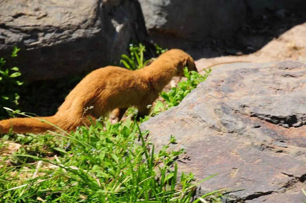 黄鼠狼给鸡拜年动画,黄鼠狼给鸡拜年故事完整版