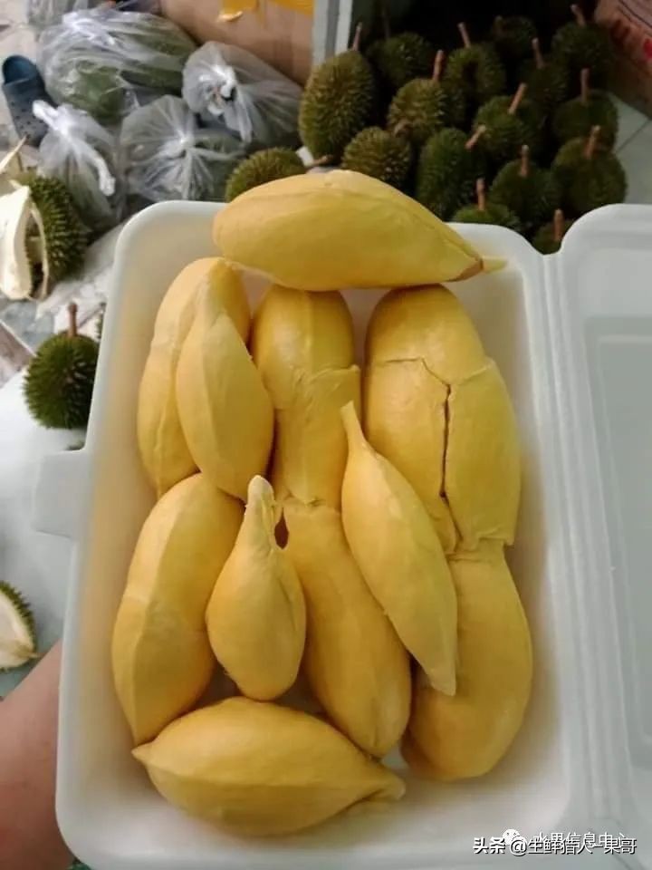 越南产地榴莲最新价格,越南榴莲品种视频