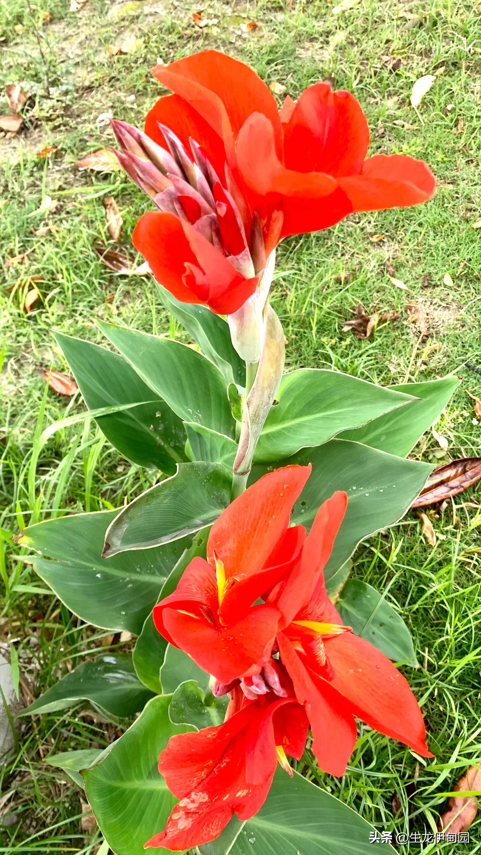 大花美人蕉完整版,大花美人蕉是宿根花卉吗