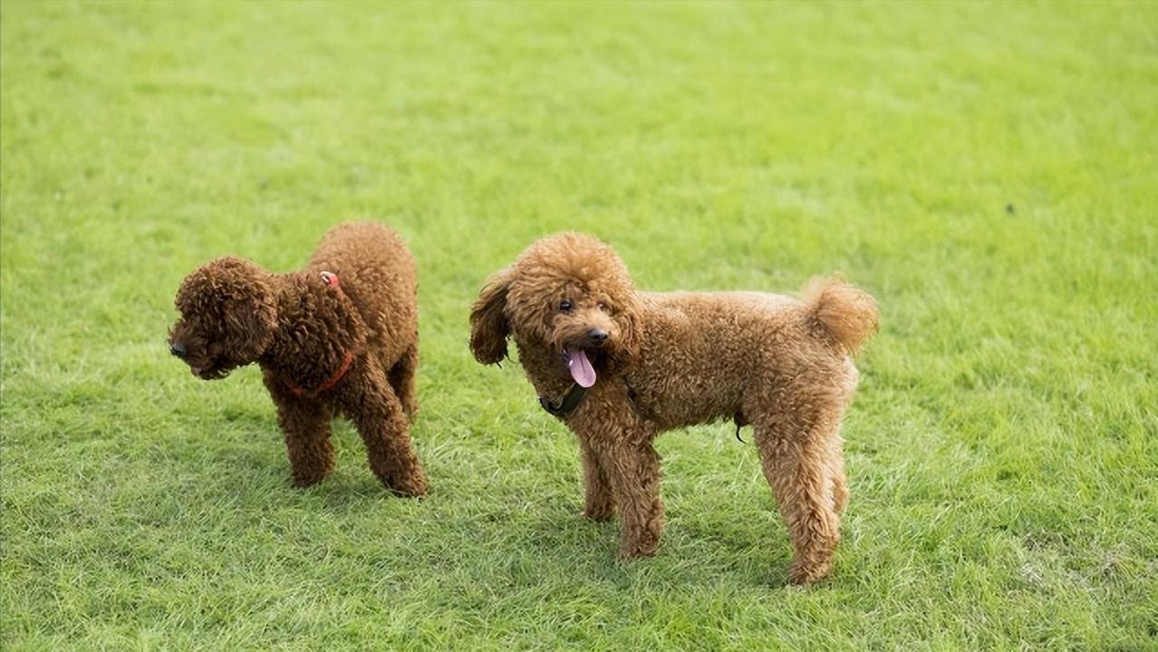 泰迪犬有什么疾病会死掉,泰迪犬常见的生病症状都有哪些