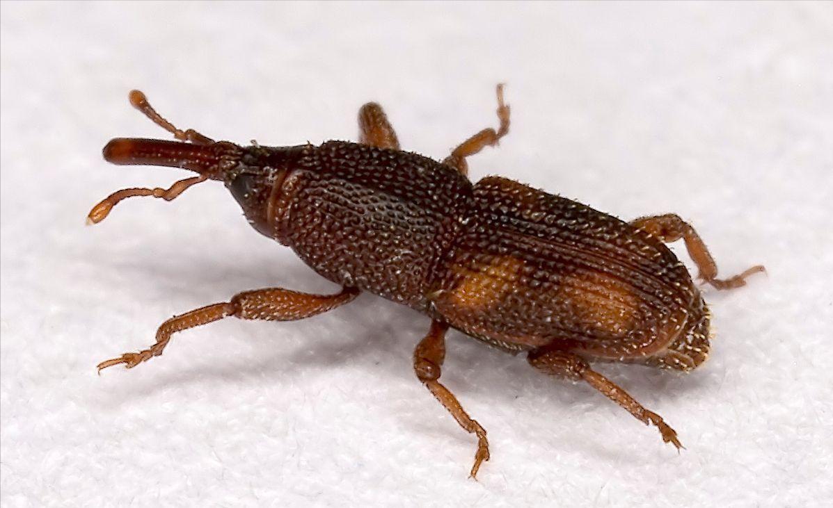 成袋的大米怎样预防生虫,大型粮仓怎么防止大米生虫