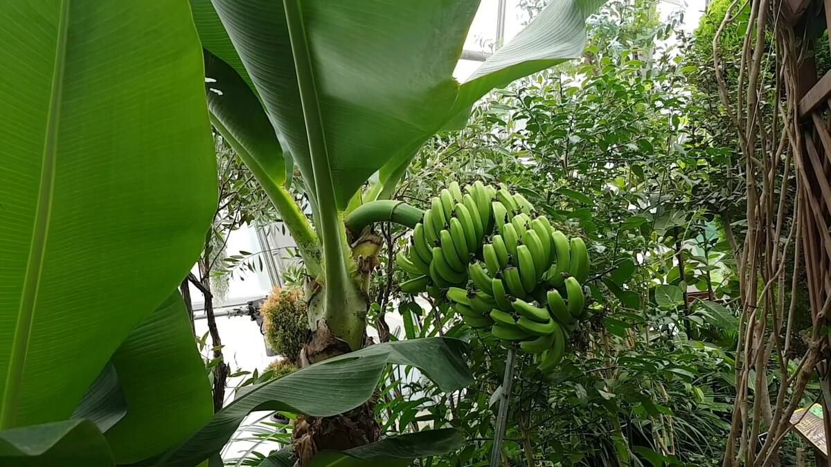 香蕉再过几年后会灭绝,香蕉濒临灭绝是因为什么