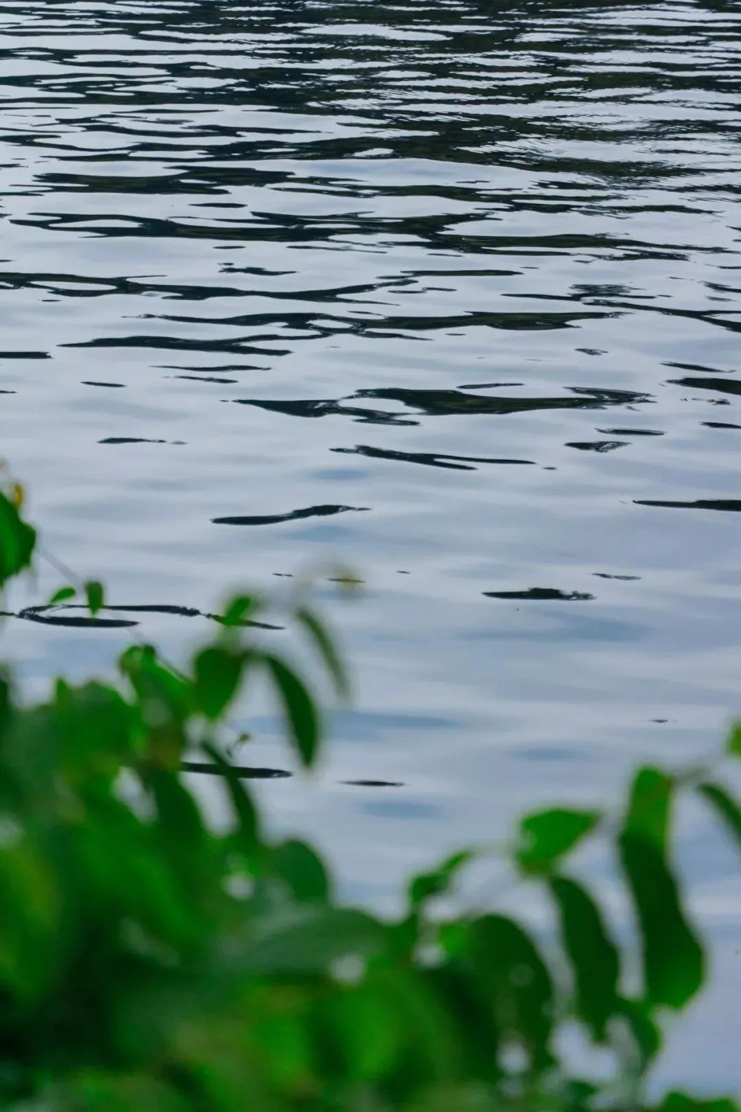 深圳有特色的旅游地,广东深圳特色风景