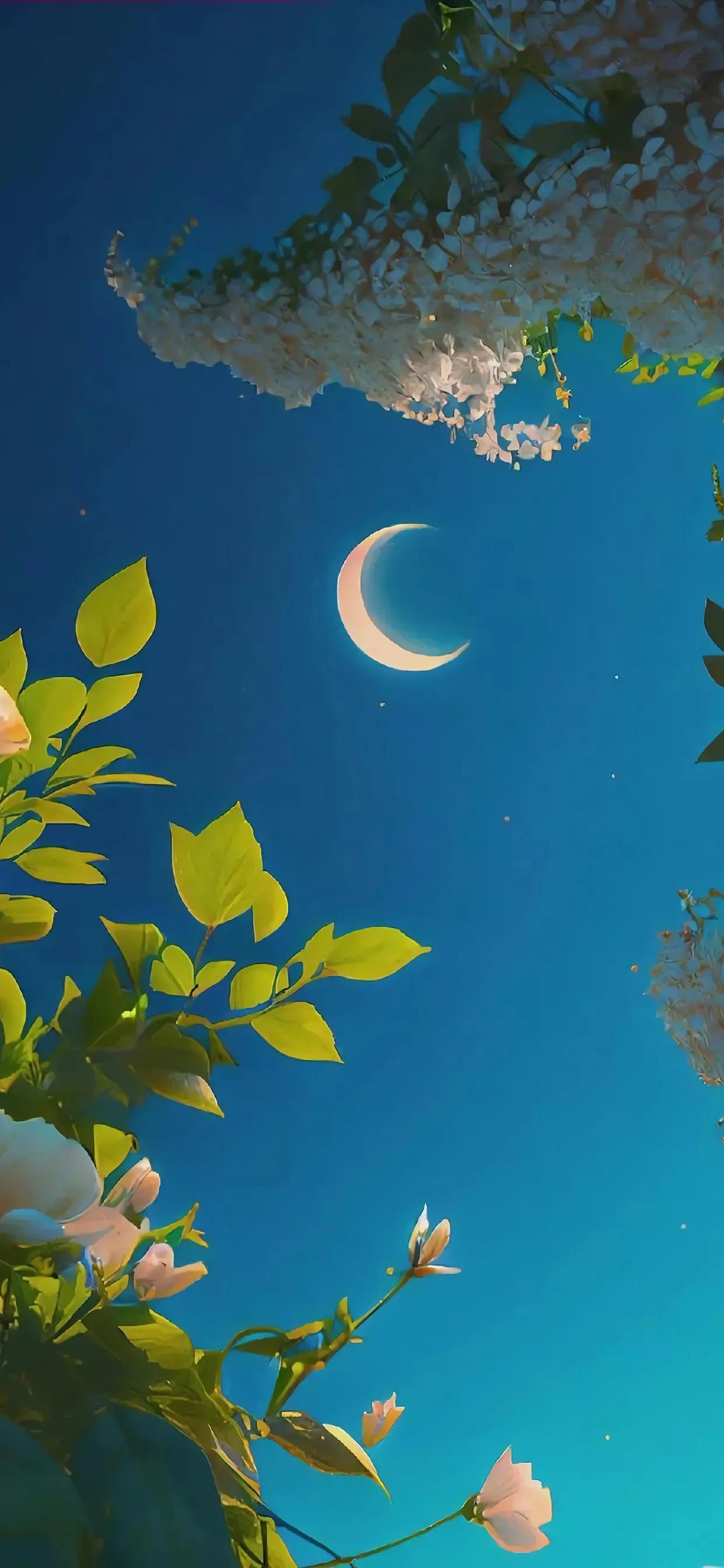 美丽的太阳高清手机壁纸,美丽的鲜花手机壁纸