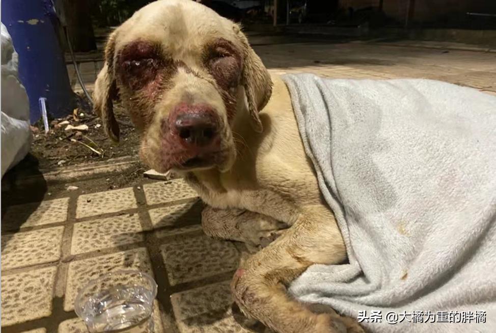 拉布拉多兽医,拉布拉多被揍无辜的眼神