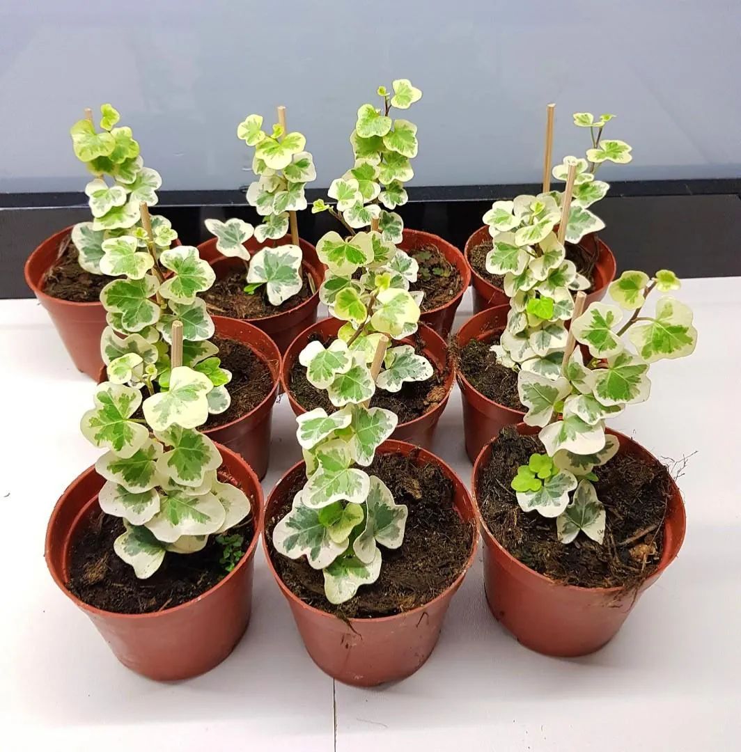 叶子油亮光滑,叶子光滑有光泽是什么兰