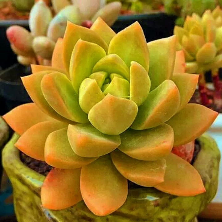 被称为“徒神”的黄丽,很多人都“嫌弃”,为啥容姐喜欢养?