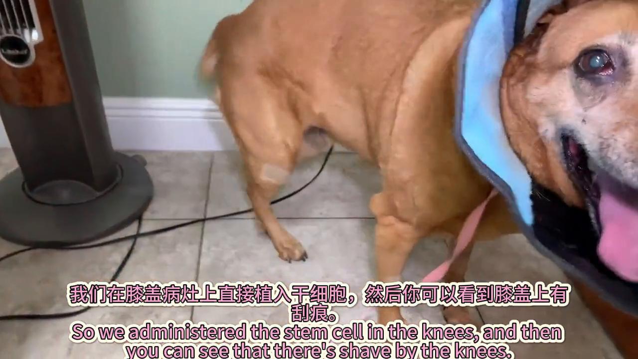 狗子韧带断裂手术恢复效果,狗子韧带拉伤怎么办