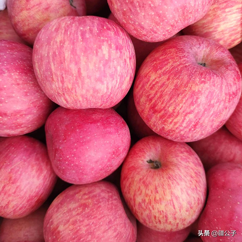 色香味俱全的甘肃苹果,红艳艳的让人看着流口水
