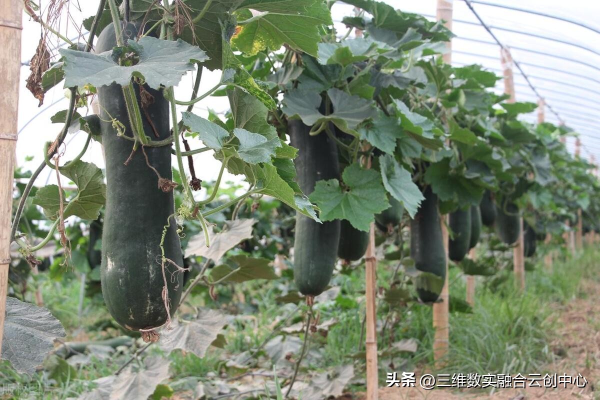 新型家庭农场的致富路,家庭农场的发展红利又将迎来高潮