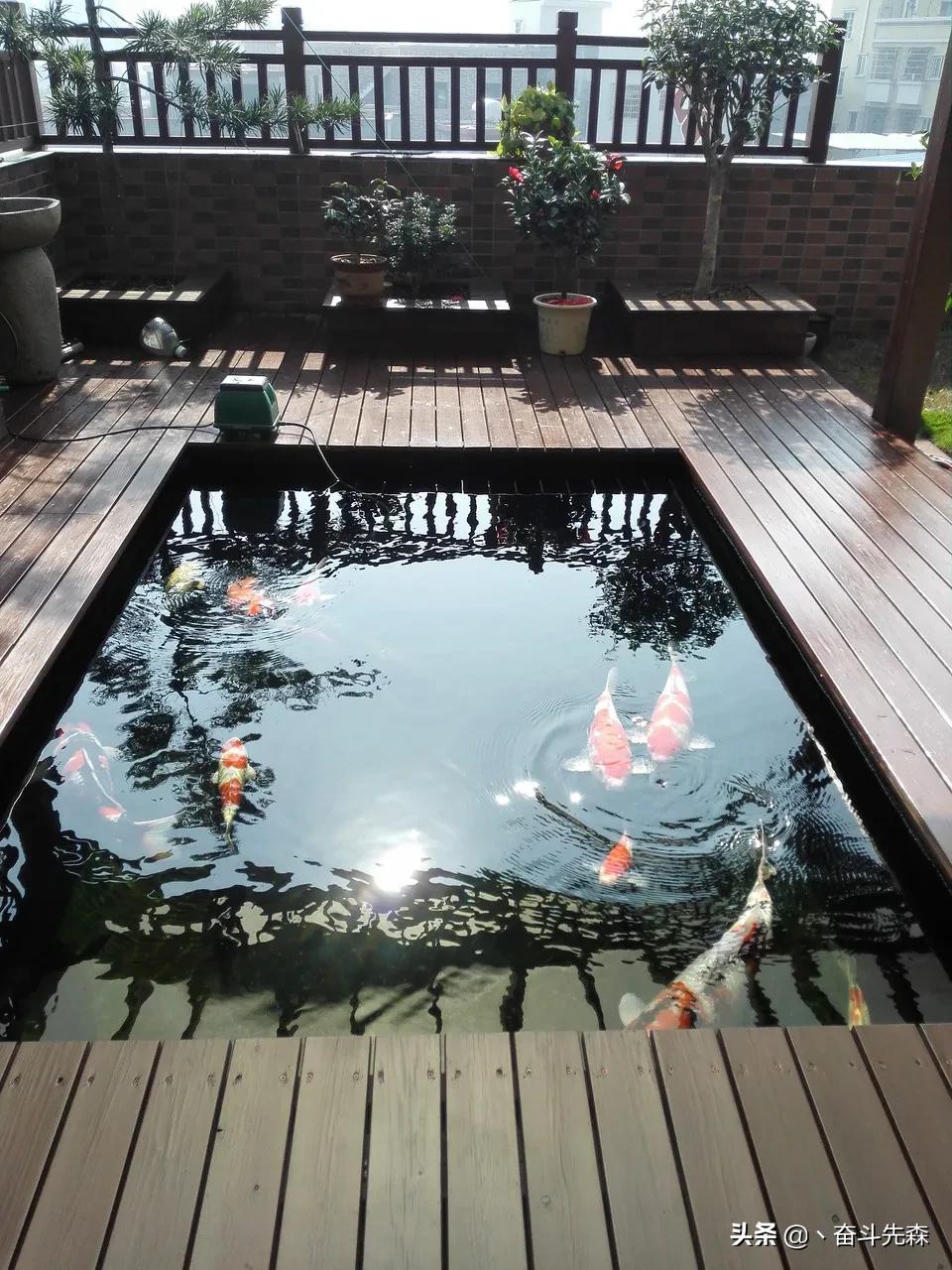 锦鲤有肠炎会传染吗,人用药治疗锦鲤肠炎