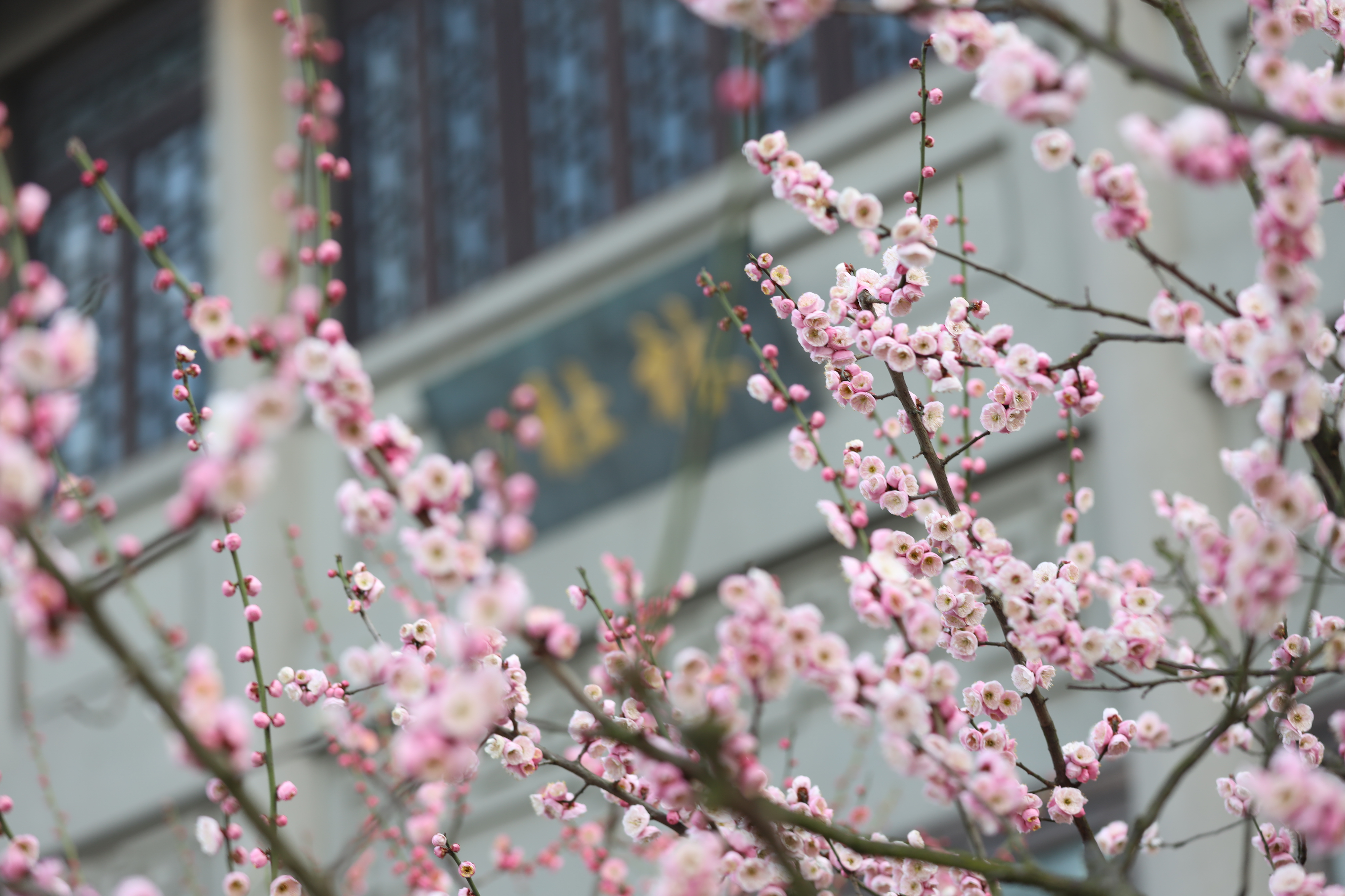 杭州植物园梅花哪里最茂盛,杭州超山再现十里梅花香雪海盛况