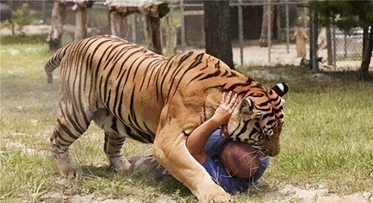 老虎吃过人后真的会被杀掉吗,吃过人的老虎到底有多可怕