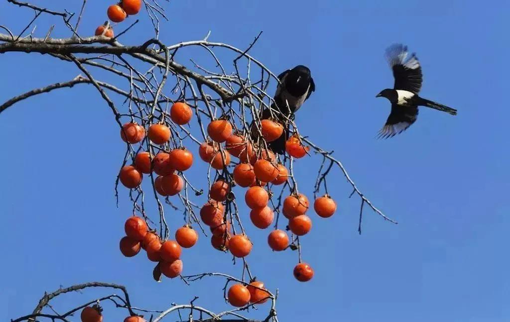 柿柿红的图片,柿子柿柿红图片