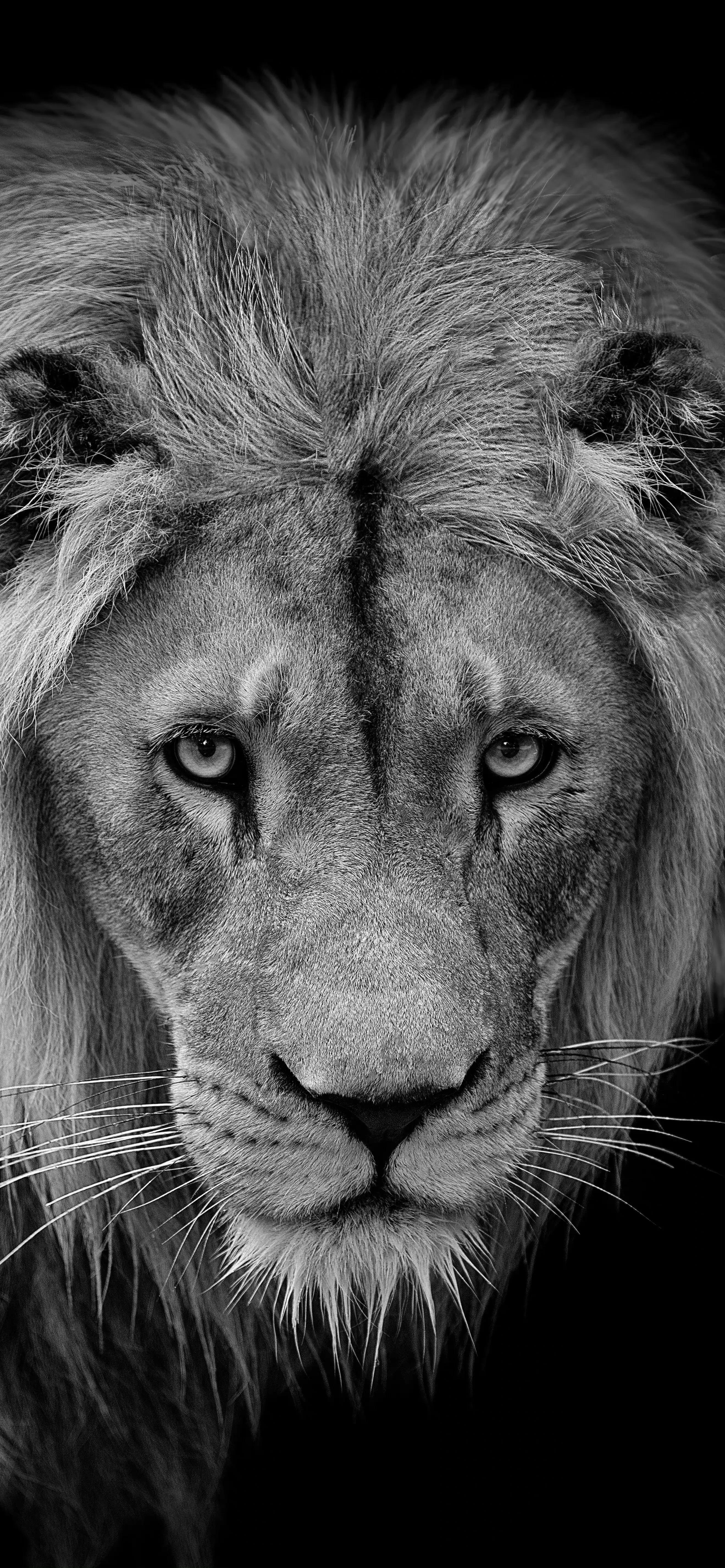 高清全面屏手机壁纸,米奇壁纸高清全面屏