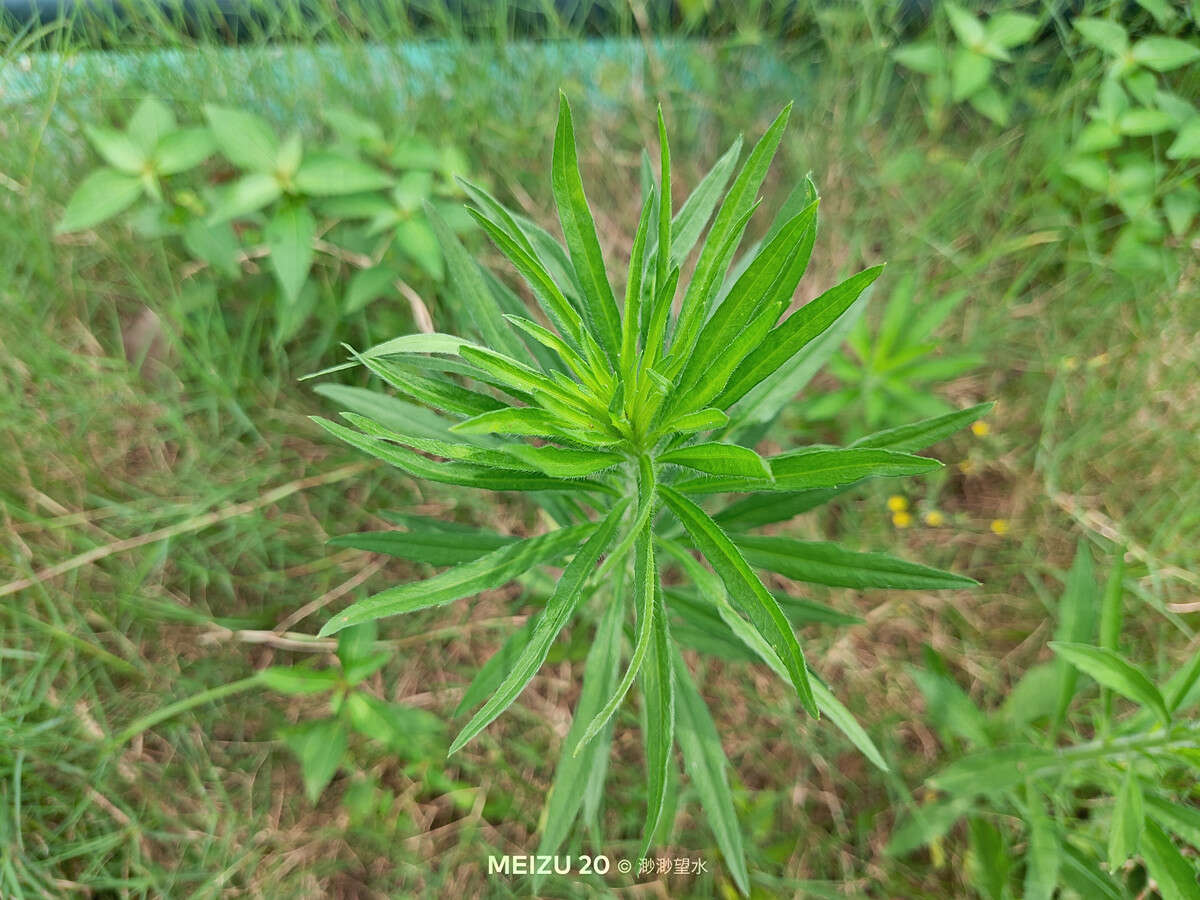 魅族20独白测评体验，来自魅友的10问，到底值不值得入手？