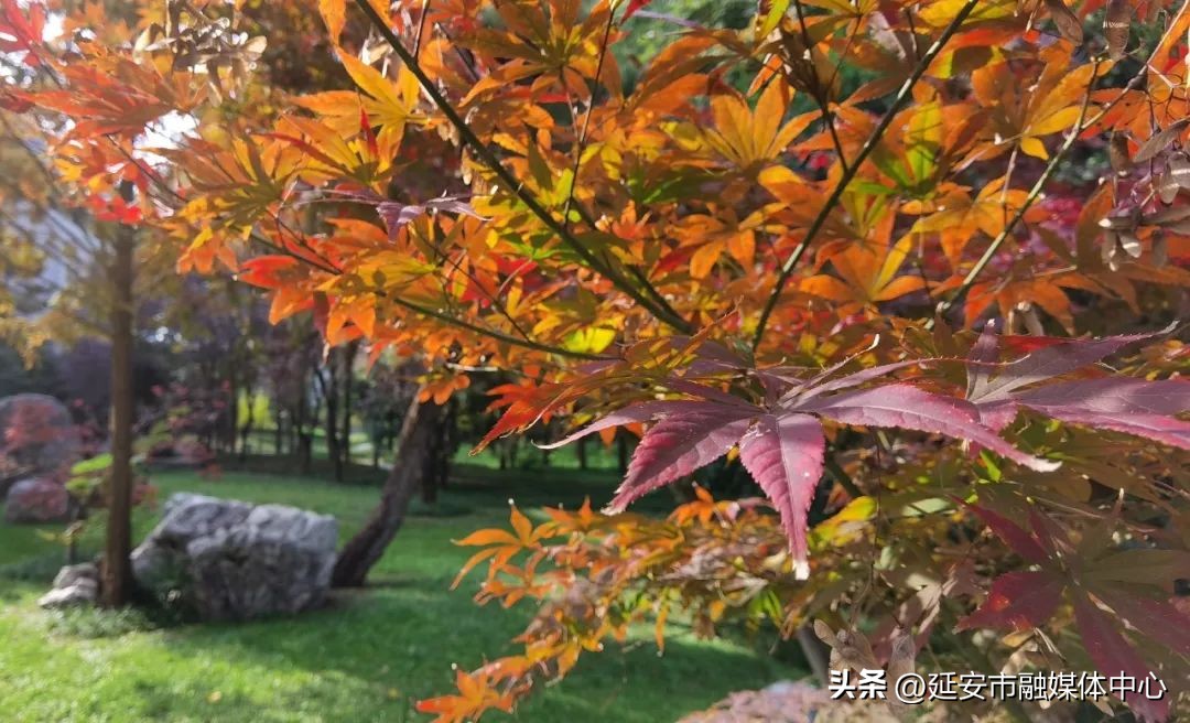 陕西宾馆迎来最佳观花赏景季节,陕西宾馆内景色
