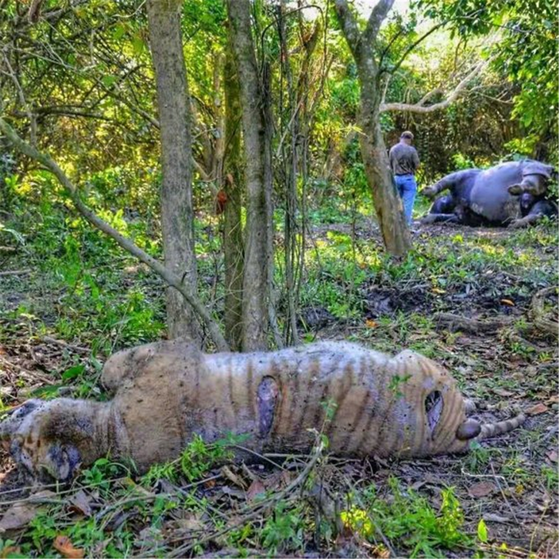 现存体型最大的犀牛白犀牛,独角犀牛最大多重