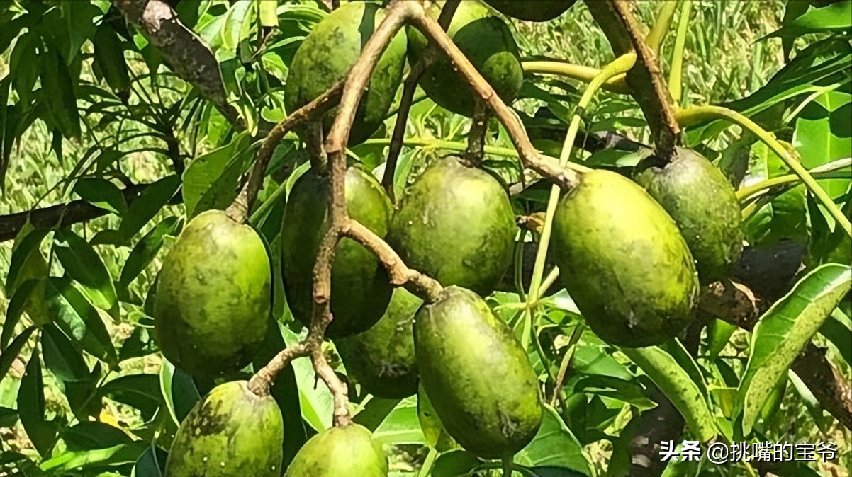 巴巴多斯中国人,巴巴多斯人在中国