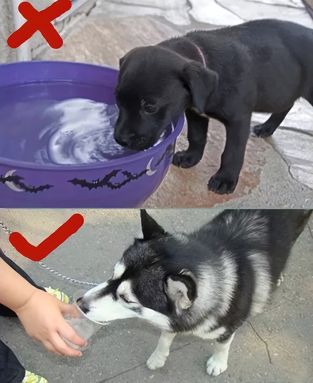 狗狗低血糖奄奄一息怎么急救,狗水中毒的急救处理