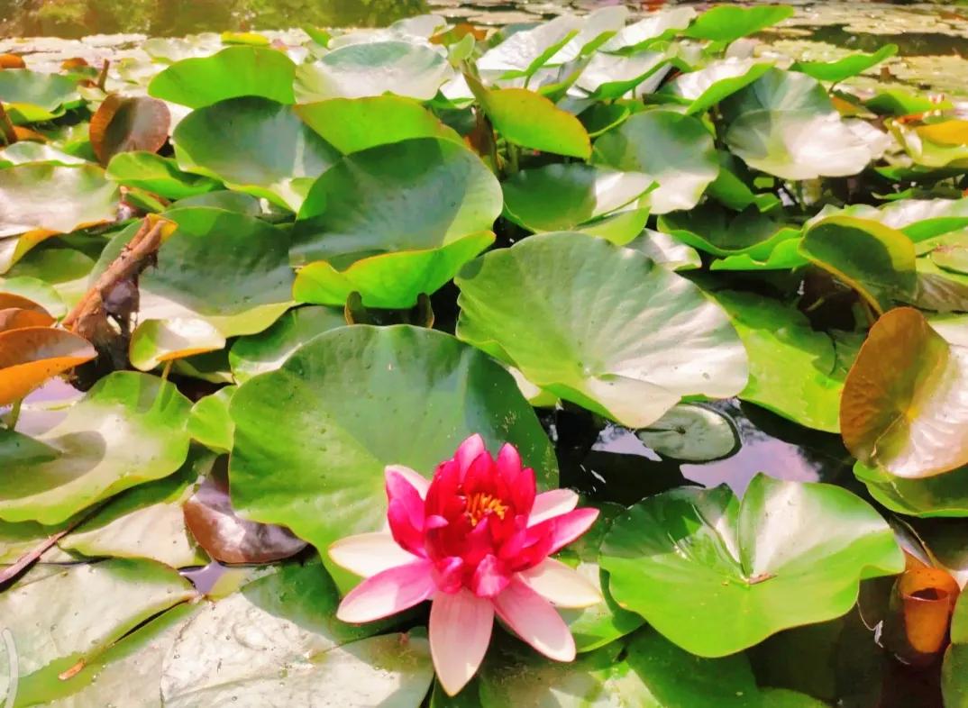 昆明西华公园海棠花,昆明市免费公园有几个