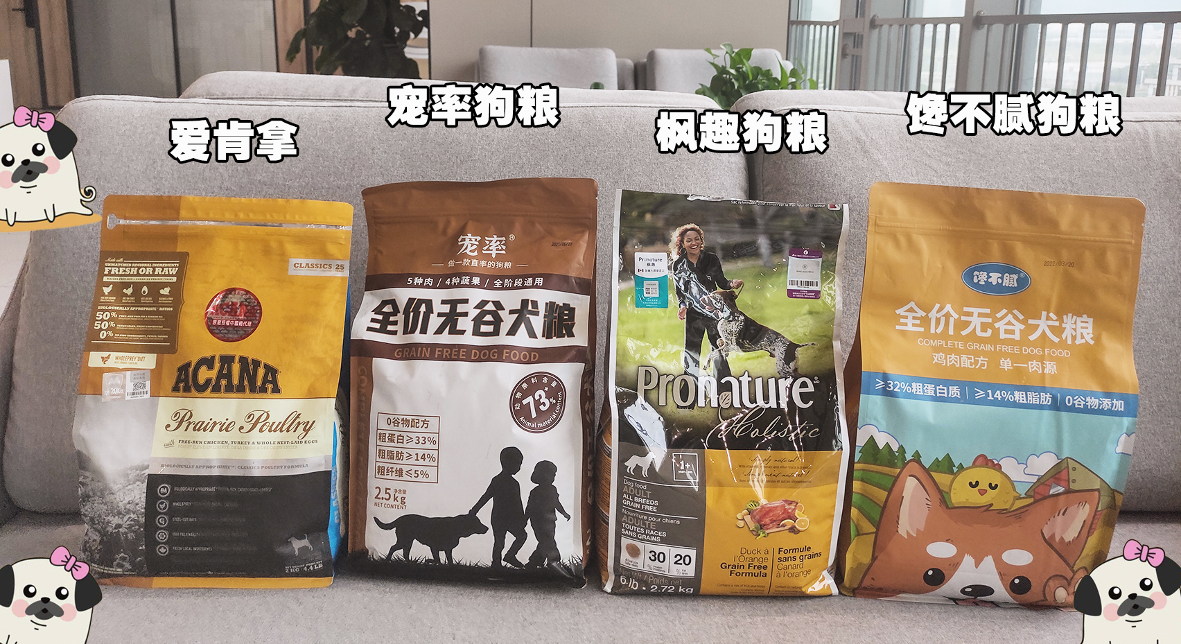 巴哥犬的7大优点,细数巴哥犬的五大缺点