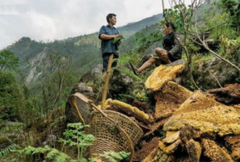 喜马拉雅山采蜜人：绝壁采蜜，专供尼泊尔皇室，一公斤卖3500美金