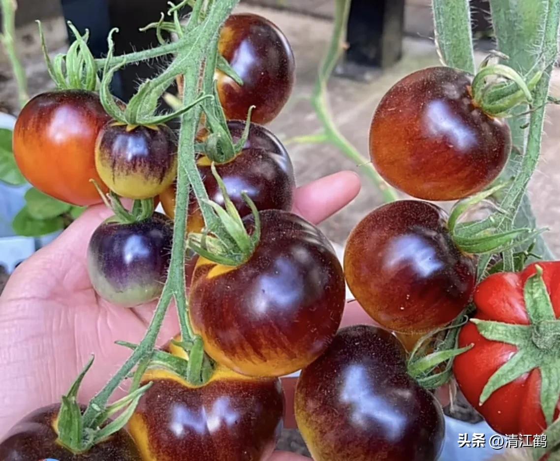 液体叶面肥使用方法,怎么辨别叶面肥好坏