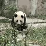 天府机场和双流机场哪个离成都近,成都双流国际机场信息详细介绍