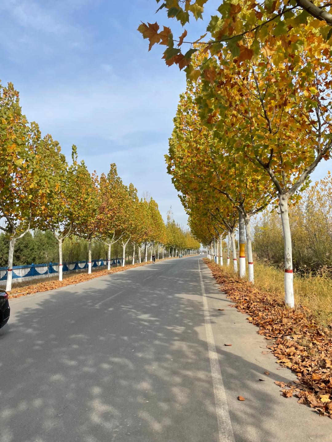 董董骑行山东,懂懂骑山东