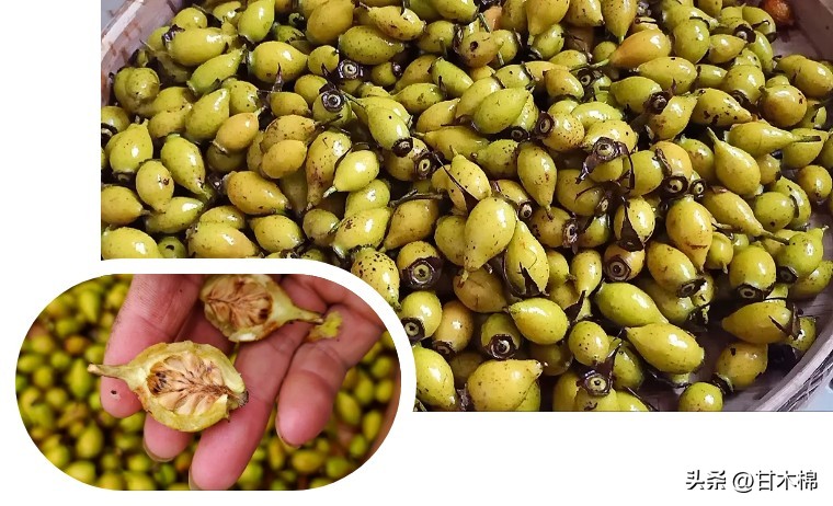 广西珍贵野果既能泡茶又能煲汤,黄色带刺泡酒的野果