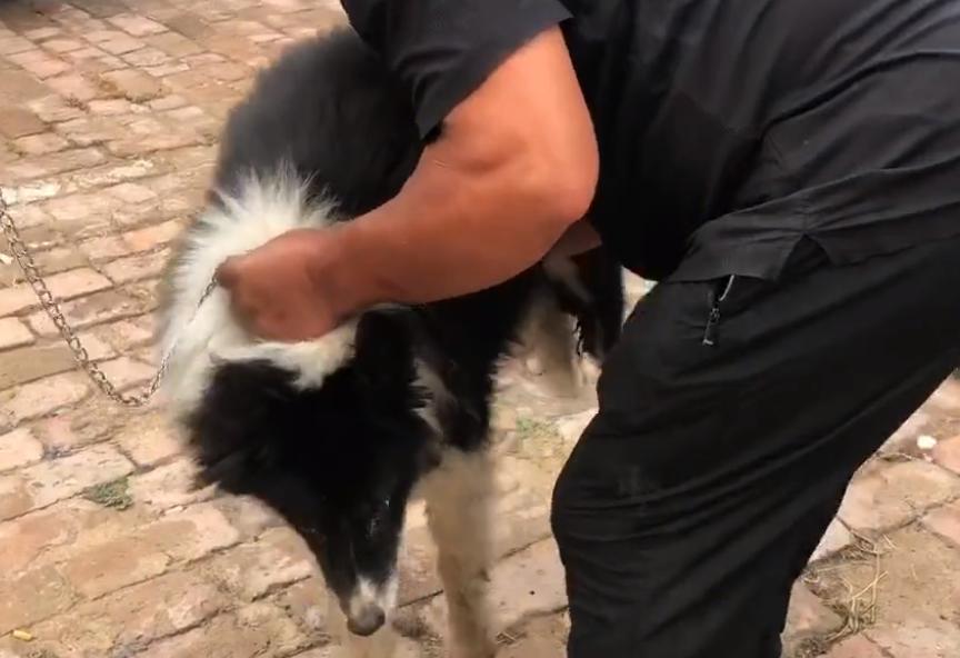 600元边牧幼犬出售,600元边牧犬出售