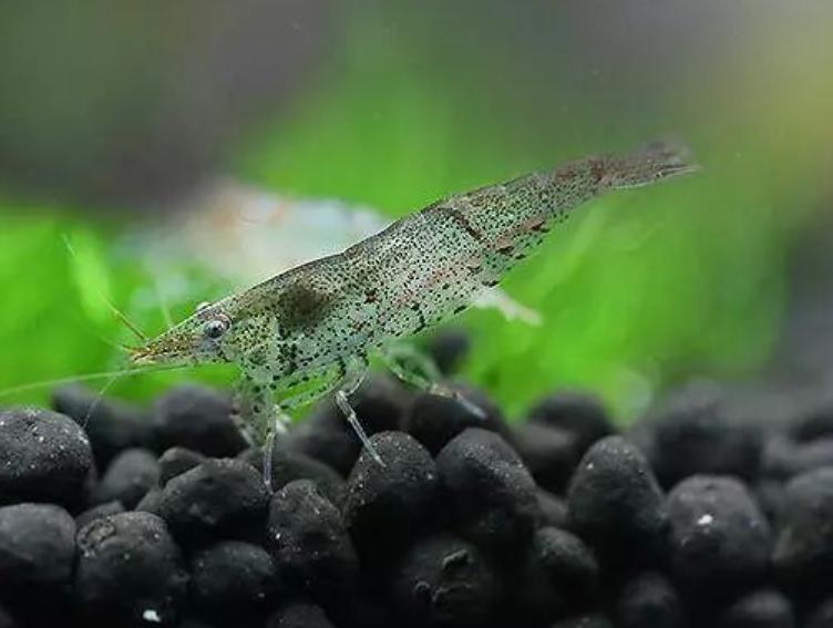 鱼缸在太阳下晒几天会爆藻,鱼缸爆绿藻去哪里买藻种