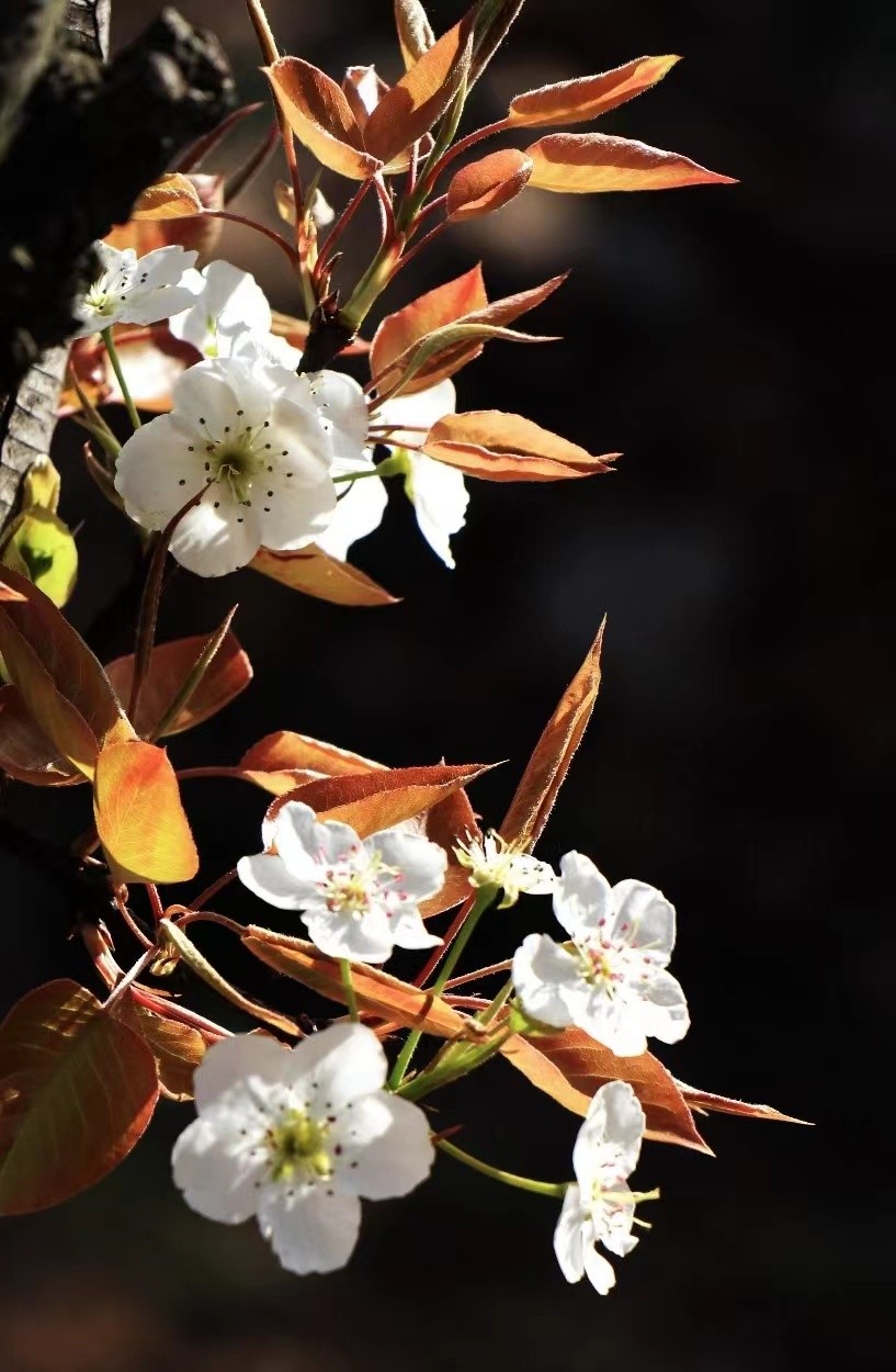 寻找最美春天｜花开四月，翻涌春日悸动！