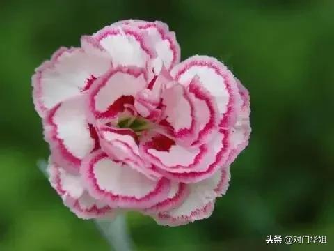 不朽的母爱,不朽的母爱全文