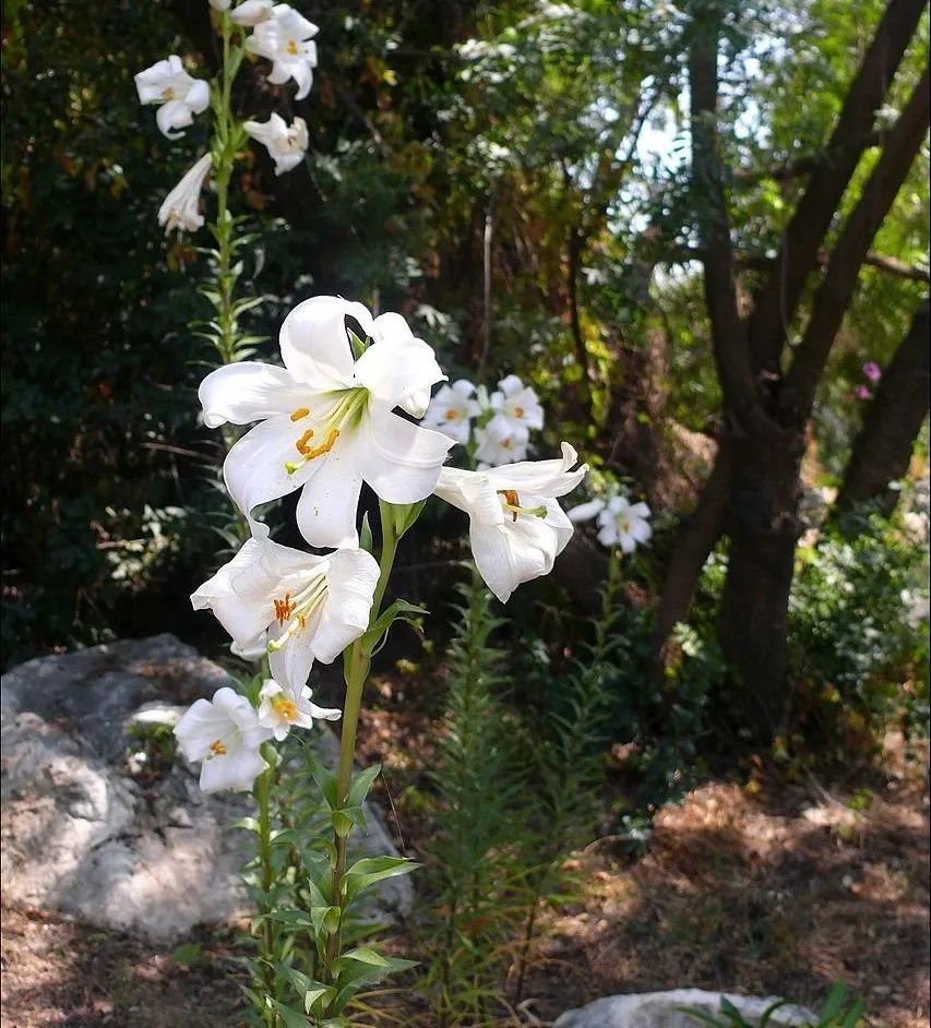 百合种类名称及图片及花语,可以入药的百合品种