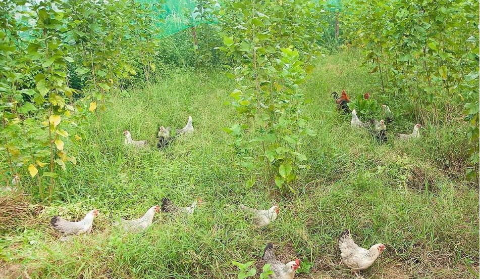 农场办抓鸡游戏3只鸡引百人追，入场费10元，“玩”出来的大财富