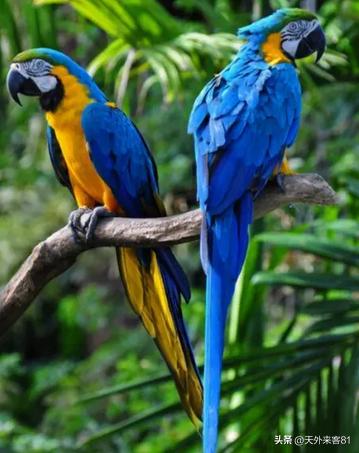 每日一动物：金刚鹦鹉【jīngāngyīngwǔ】