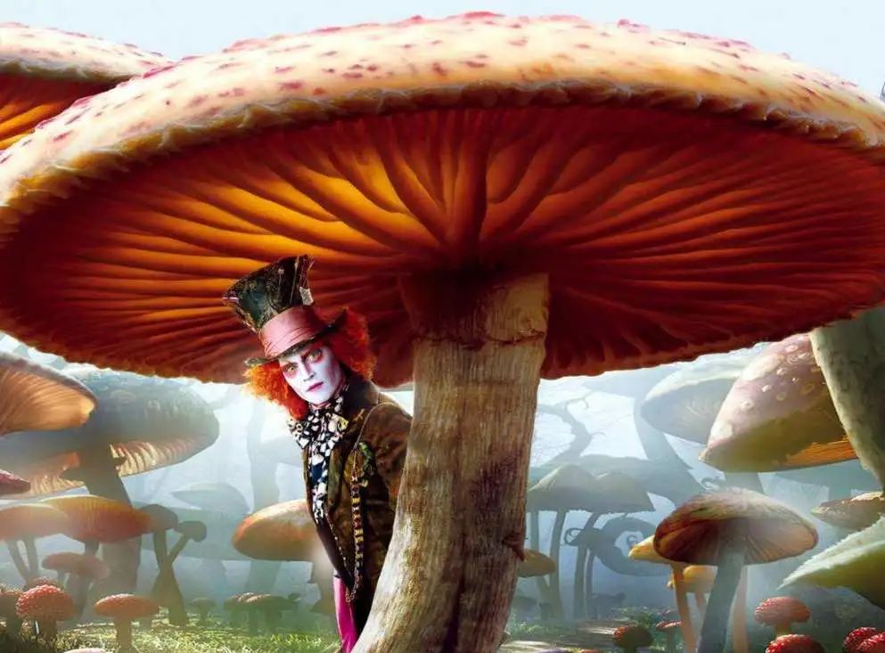 云南卫健委发毒蘑菇预警,云南卫健委发布毒蘑菇预警