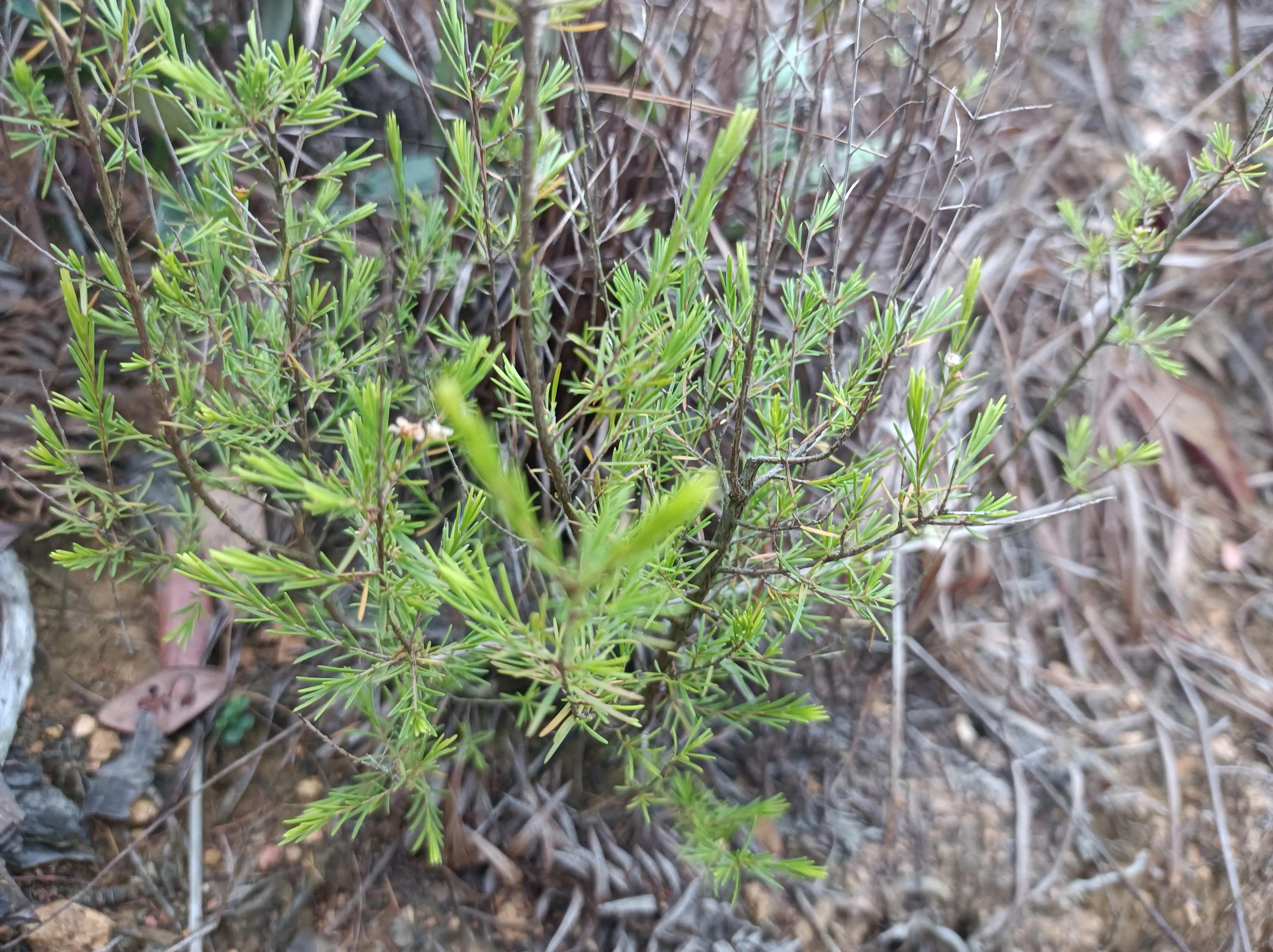 观音的作用有什么,观音扫把