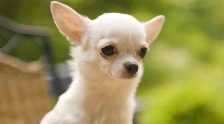 吉娃娃的特点和优点,吉娃娃很可爱