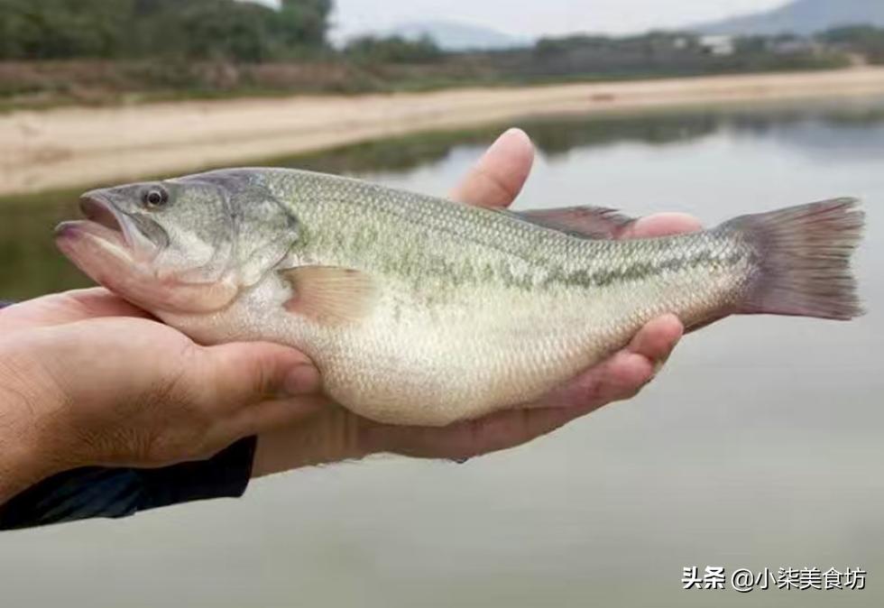 买鲈鱼挑大的还是小的,鲈鱼买的肚子特别肥的好吗