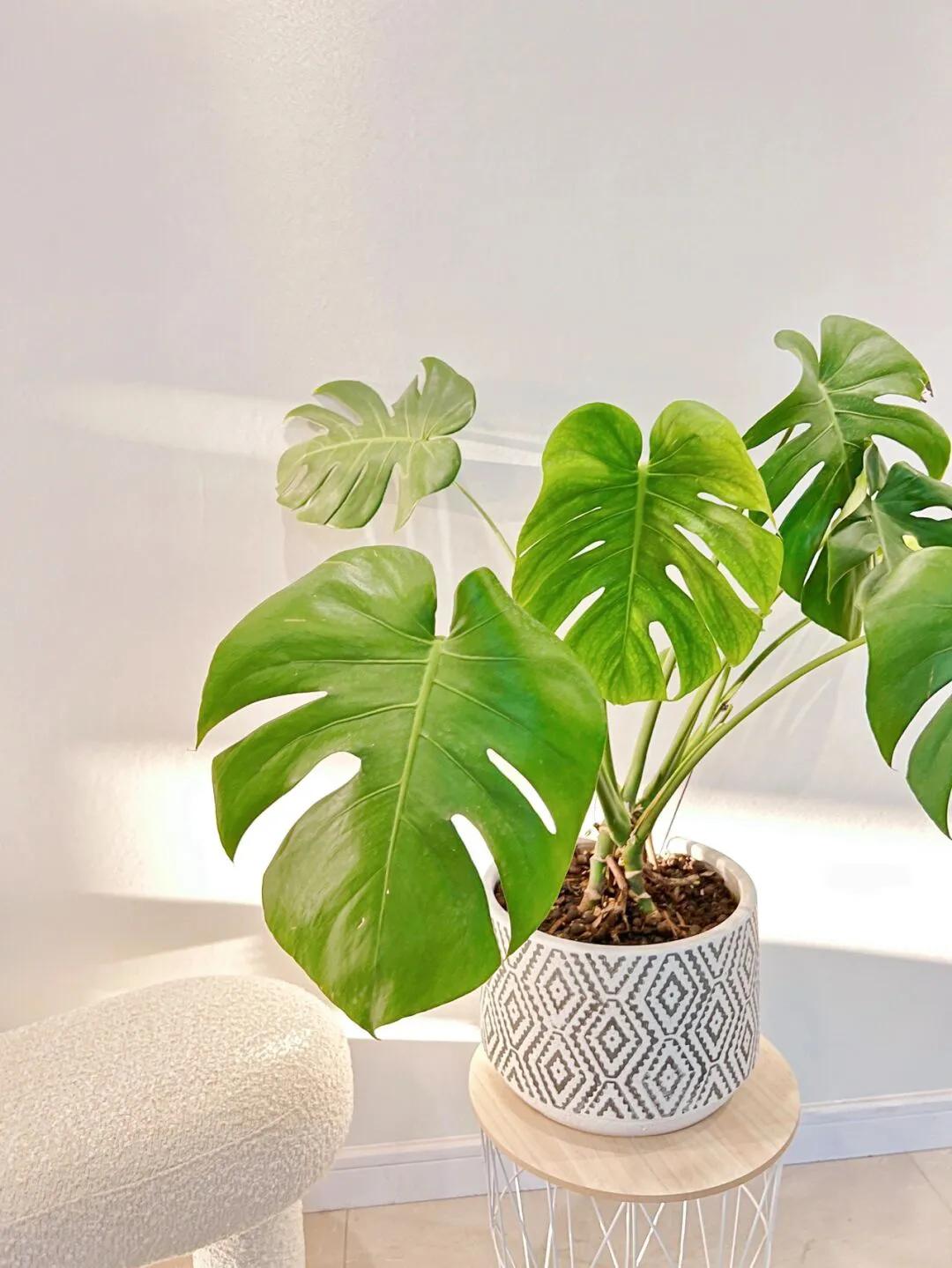 能吸烟的绿植有哪些,家里吸烟养什么绿植