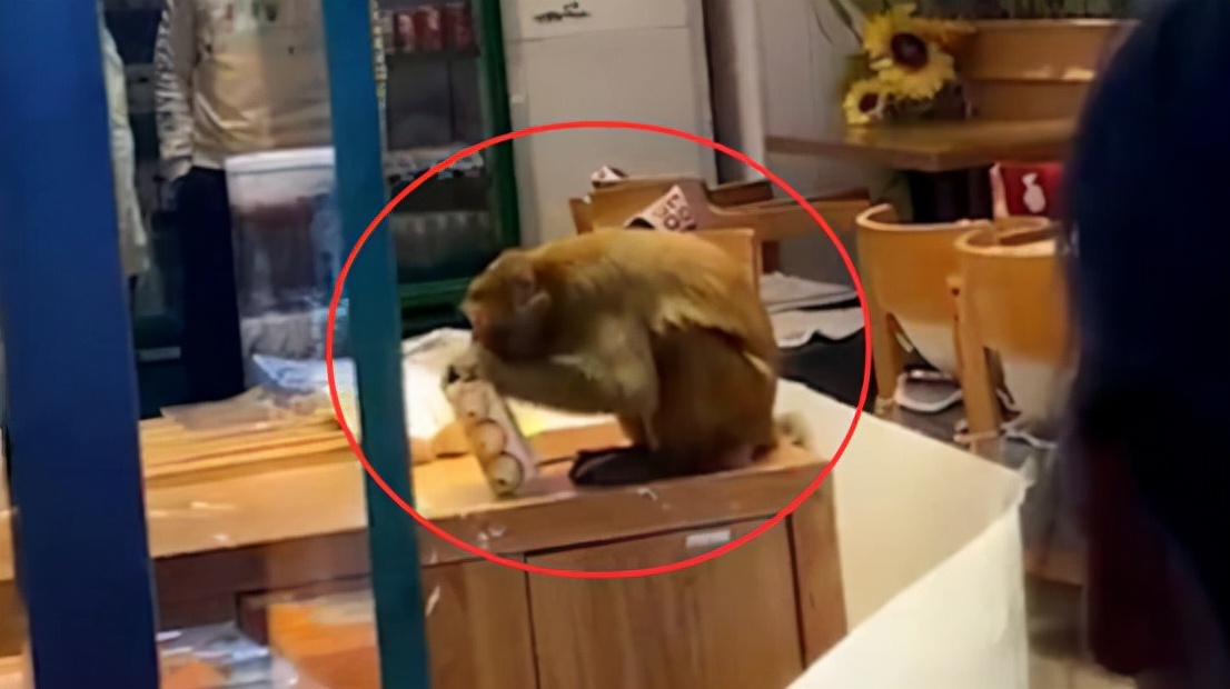 猴子闯入民宅伤人,贵州景区猴子袭击事件