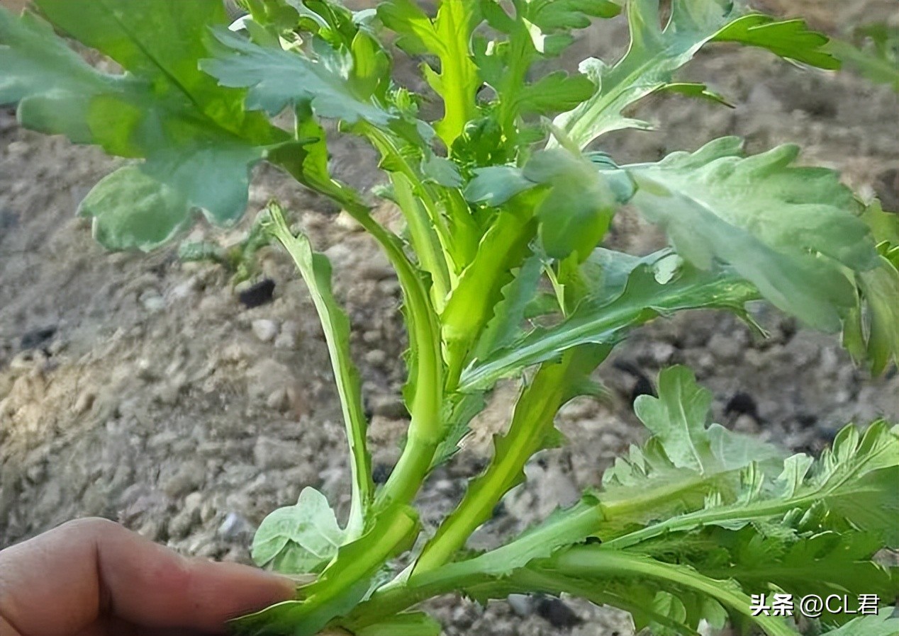 秋天种菜种植技巧,立秋后种植哪些菜最好活