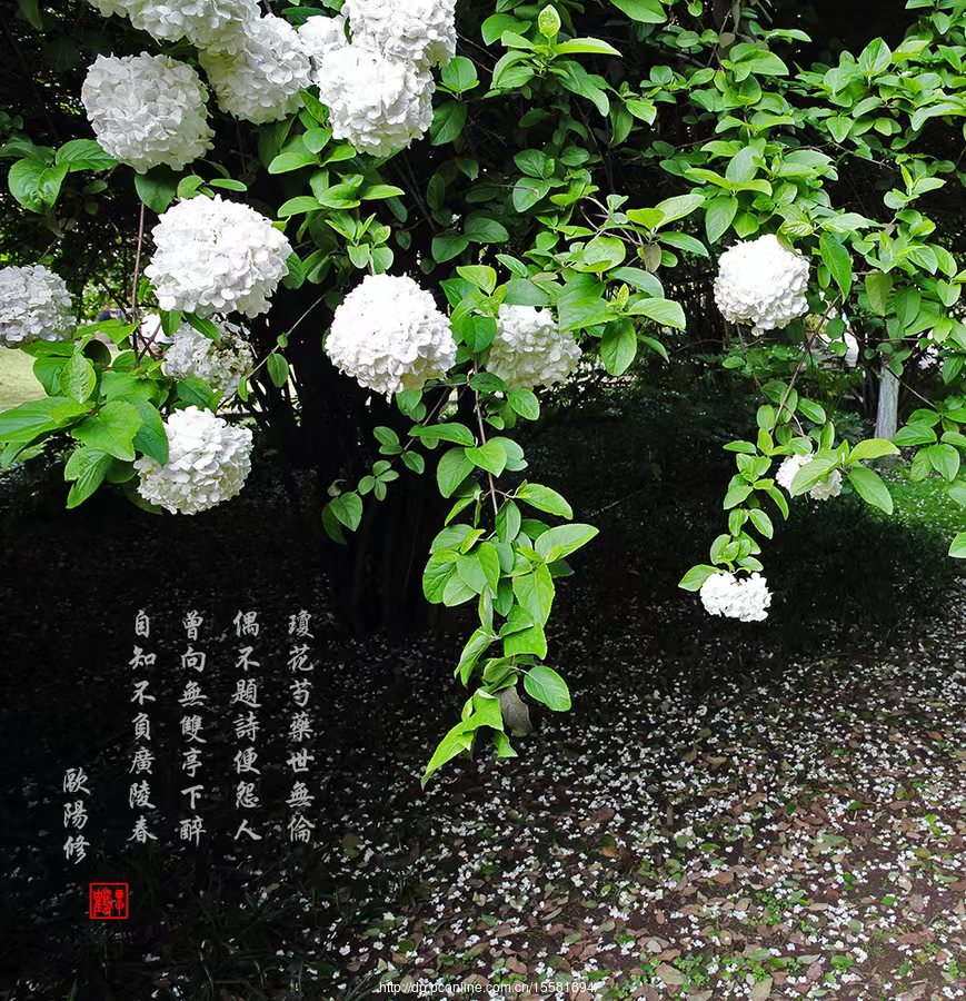 洪洗象骑鹤下江南电视剧第几集,洪洗象骑鹤下江南电视剧是哪一集