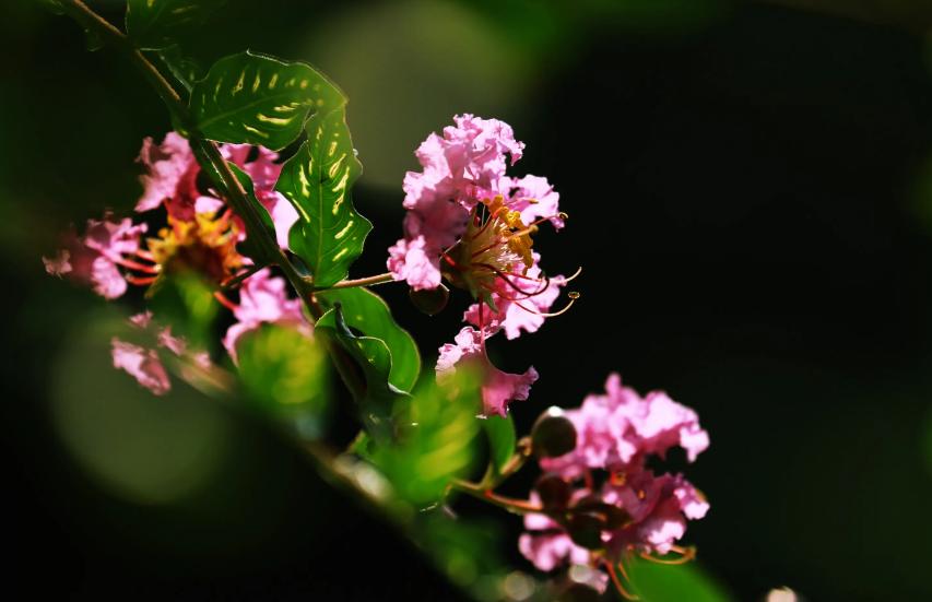 一树紫薇花,一树一树的紫薇花开